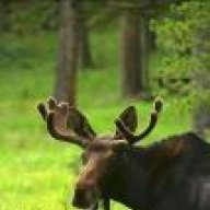 mrmoose