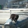 Cool Kat with Hot Car