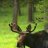 mrmoose