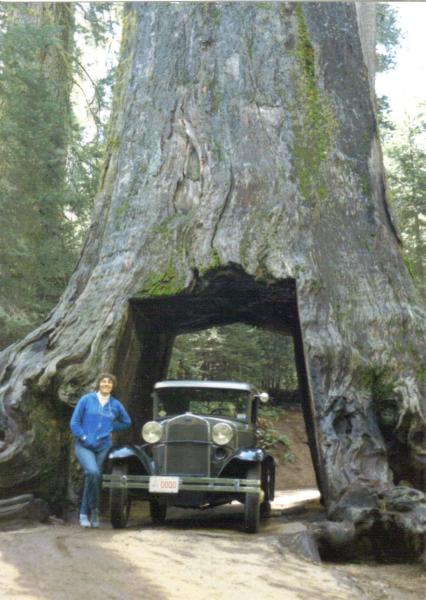 '30 Coupe in Drive Thru Tree